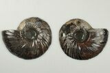3.3" Cut & Polished, Pyritized Ammonite Fossil - Russia - #198345-1